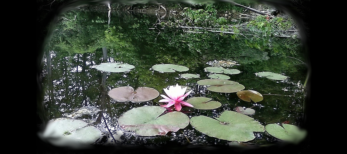 swamp lilly